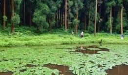 天鹅林场最新爆料视频